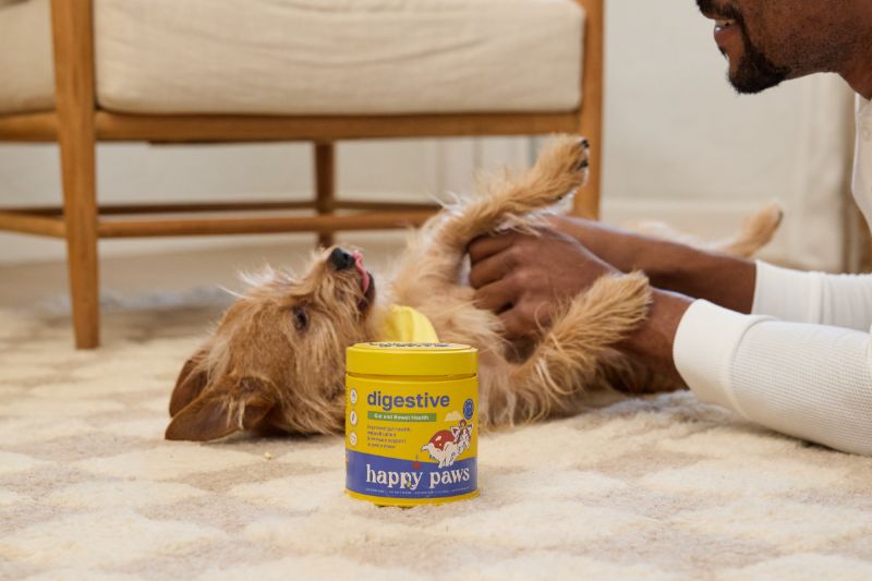 Cute dog getting belly rubs
