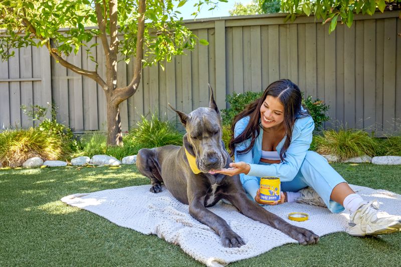 Great dane having a picnic and getting a treat