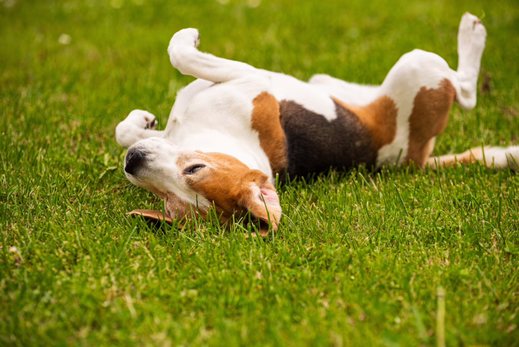 Beagle dog rolling in the grass 