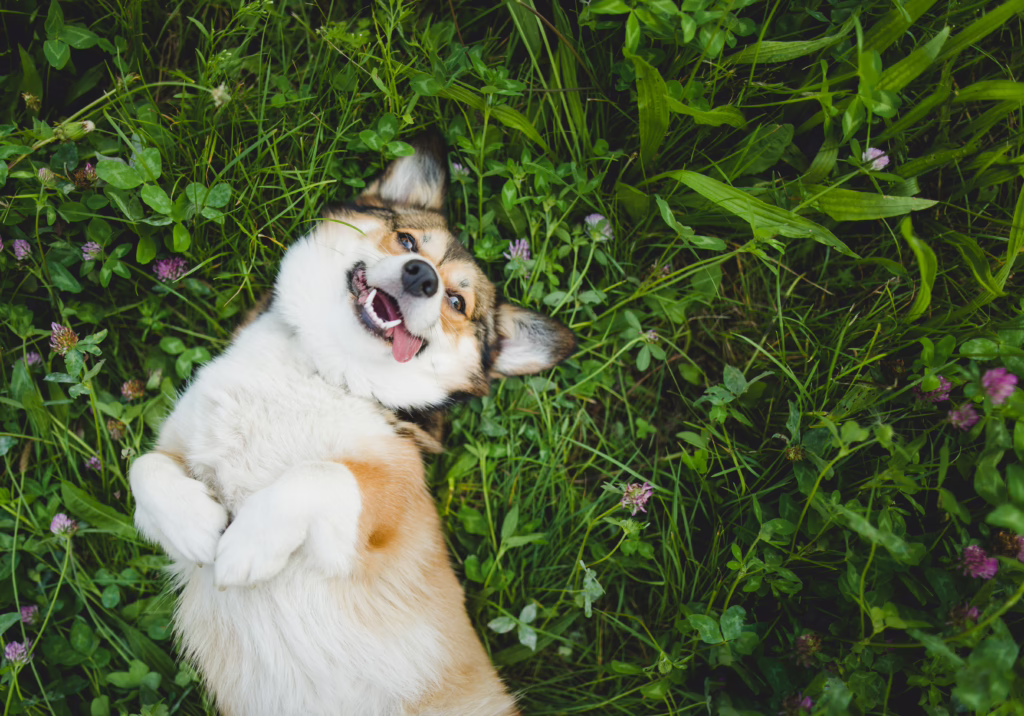 happy and funny, smiling welsh corgi pembroke dog laying down on