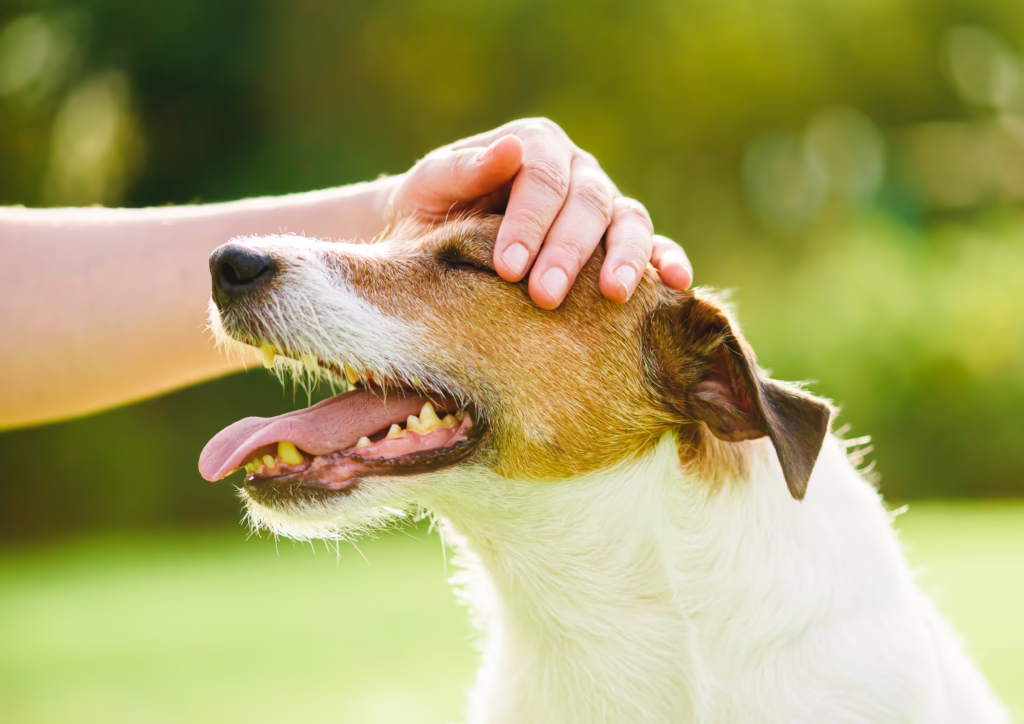 Pet owner uses physical contact to calm down her dog and stop anxiety
