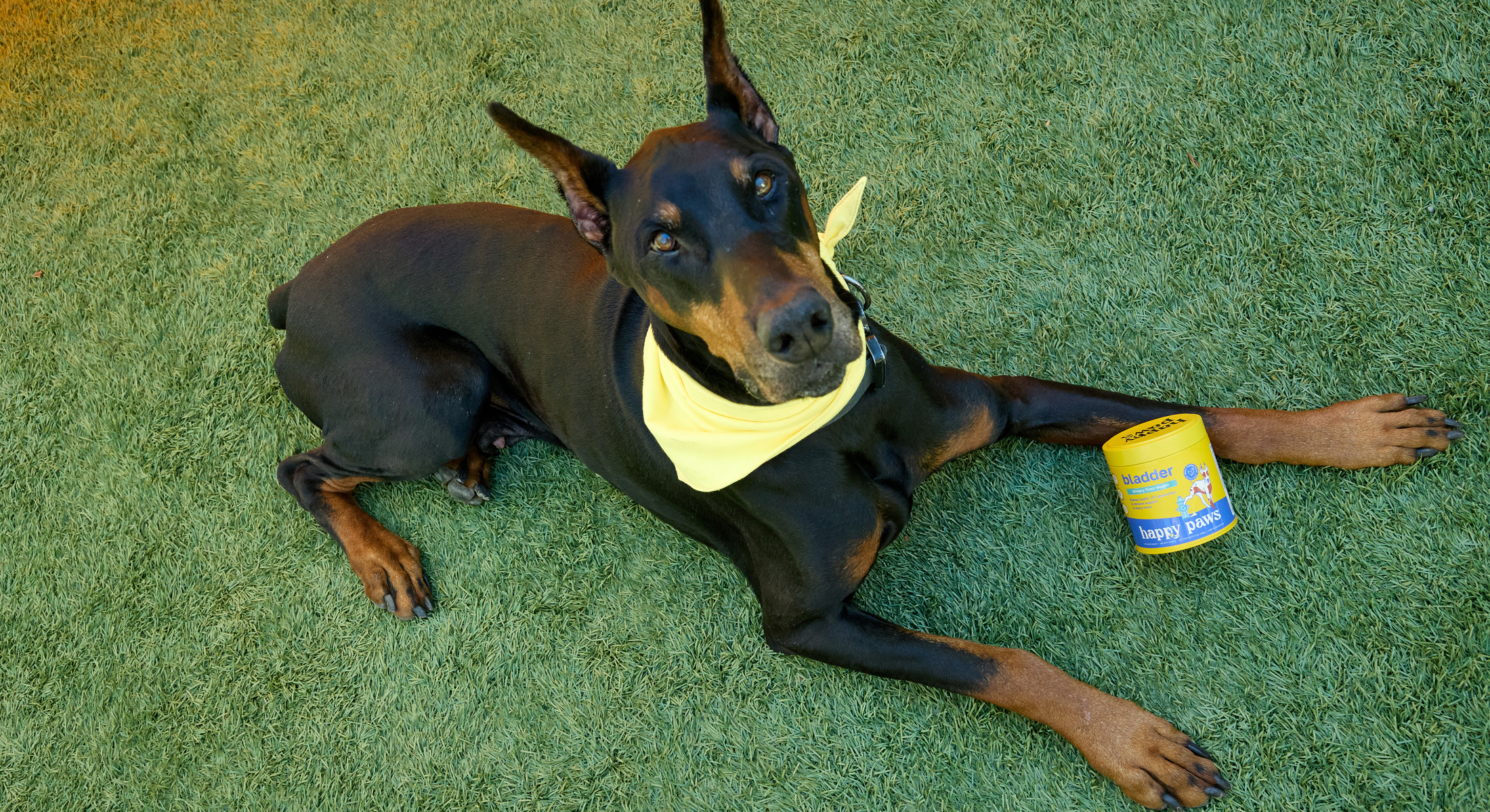 Happy Paws blog Why Is My Dog Peeing So Much